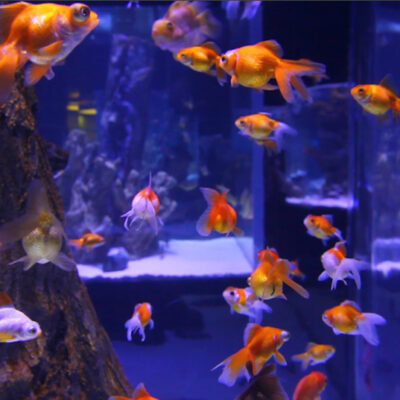 In einem Aquarium