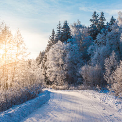 Wie unser Wald