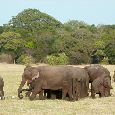 In der freien Wildnis, wo sie viel Platz haben